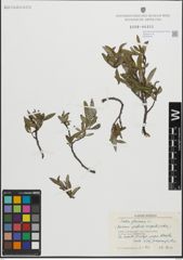 Foto von Salix glauca L.